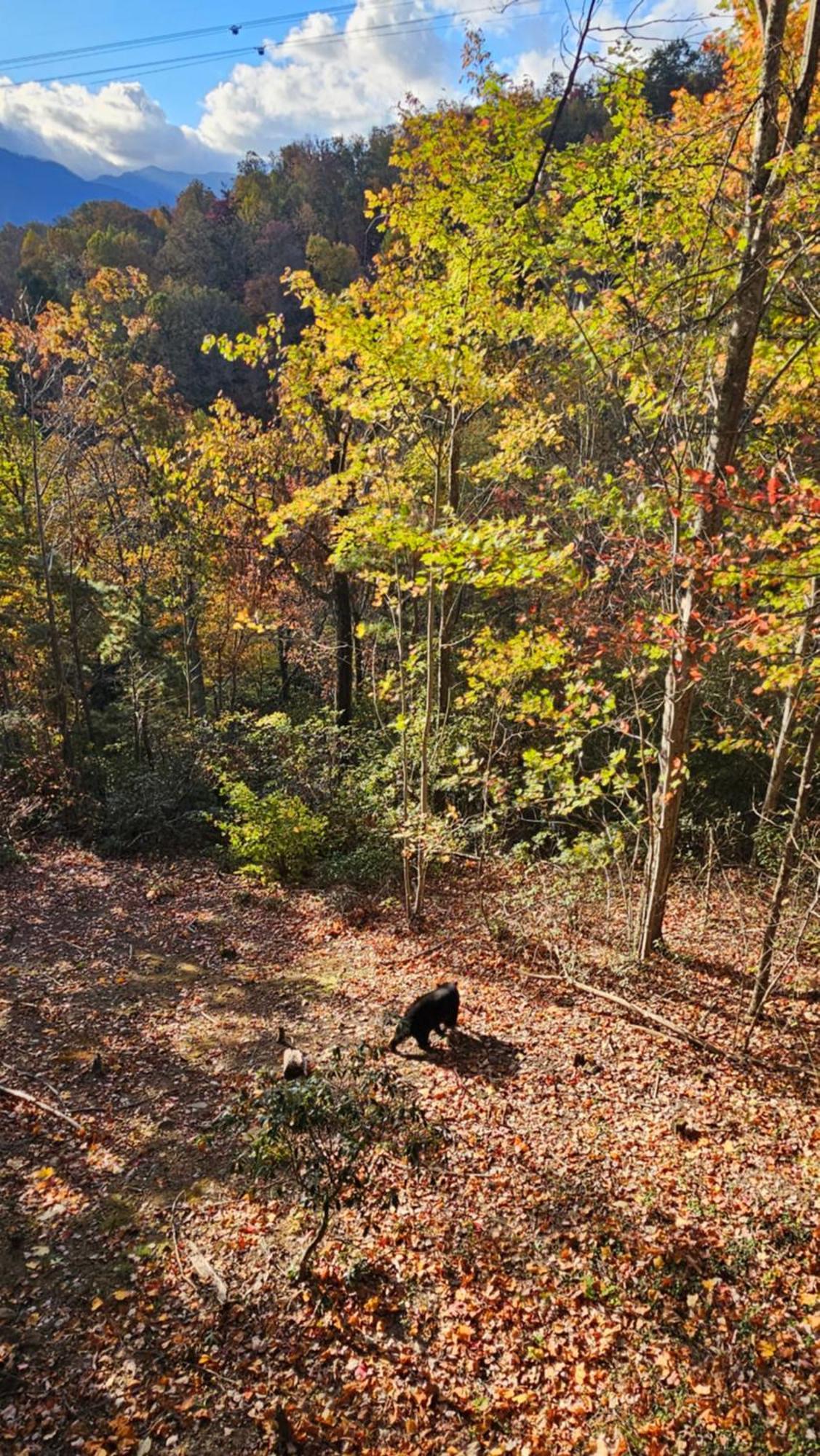 Southern Oak At Chalet Village - 5 Minutes From Gatlinburg And National Park Luaran gambar